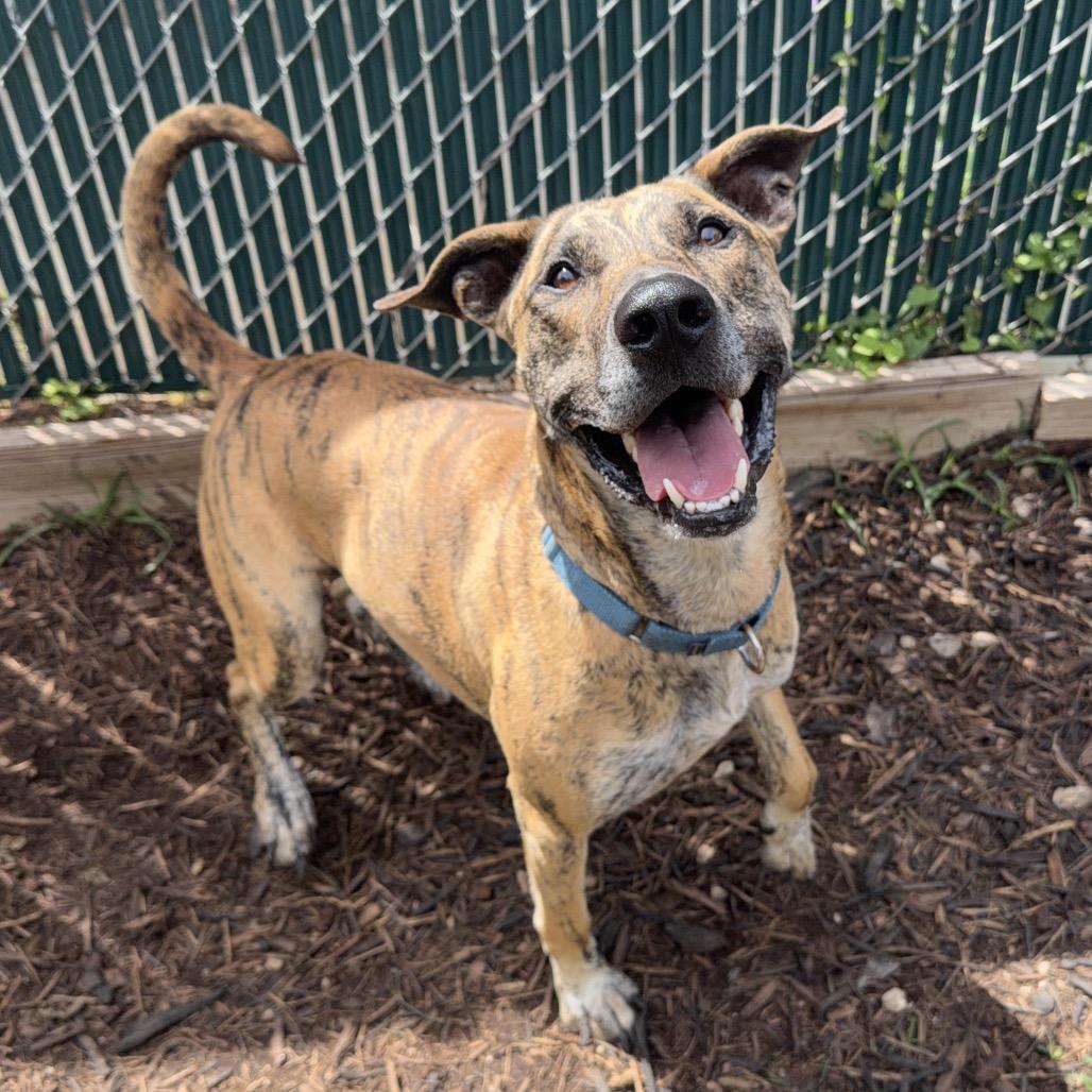 SHERE KHAN, a Adoptable mixed breed in Kyle, TX image 6/6