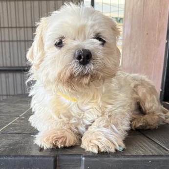 Shiitake thumbnail 2