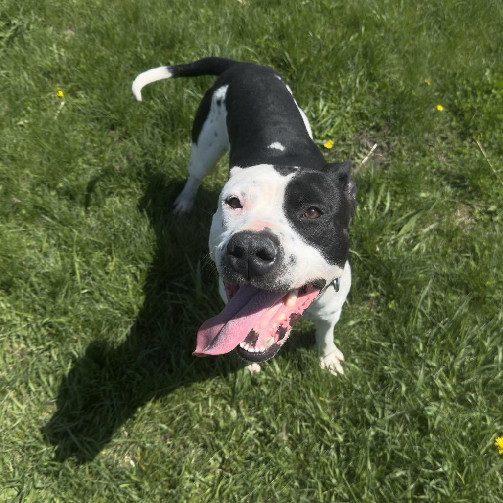 Enlarge Chance, a Adoptable American Staffordshire Terrier in Milford, IA image 1/6