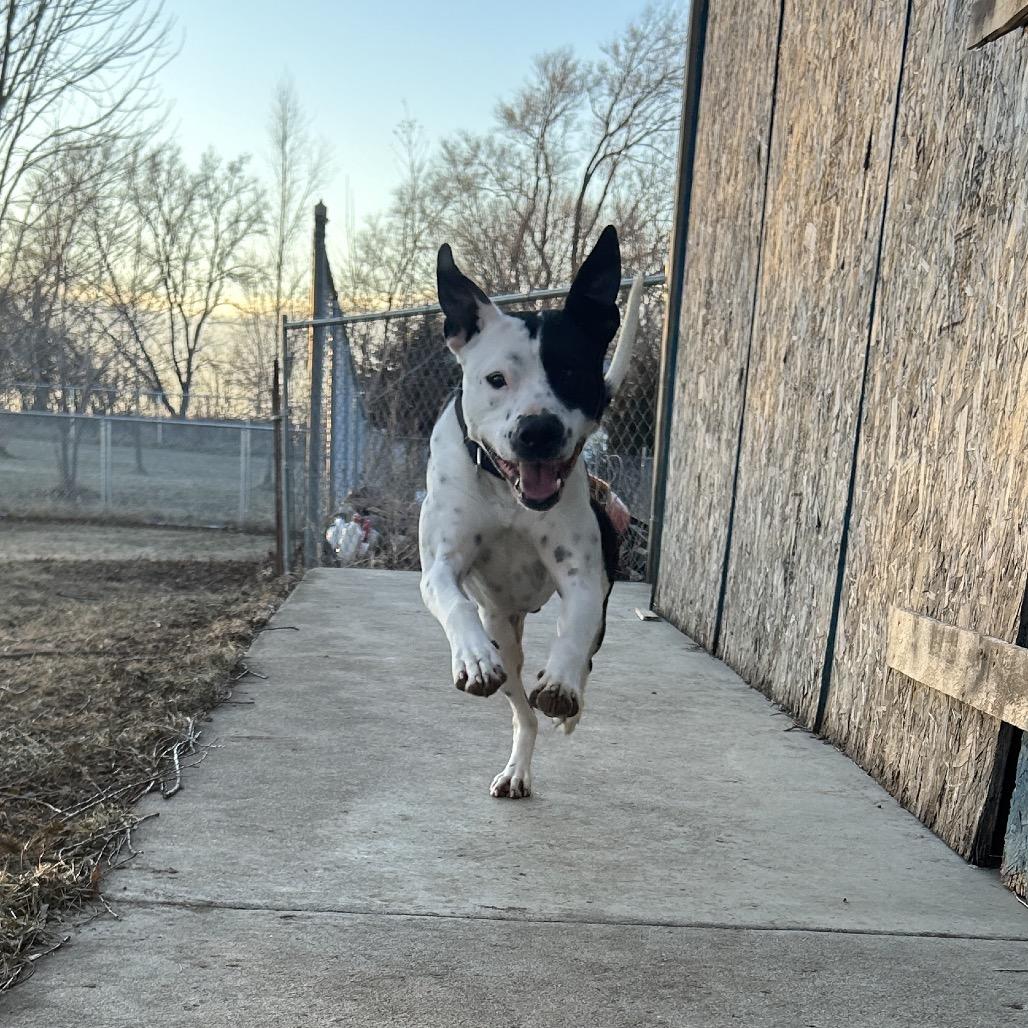 Enlarge Chance, a Adoptable American Staffordshire Terrier in Milford, IA image 2/6
