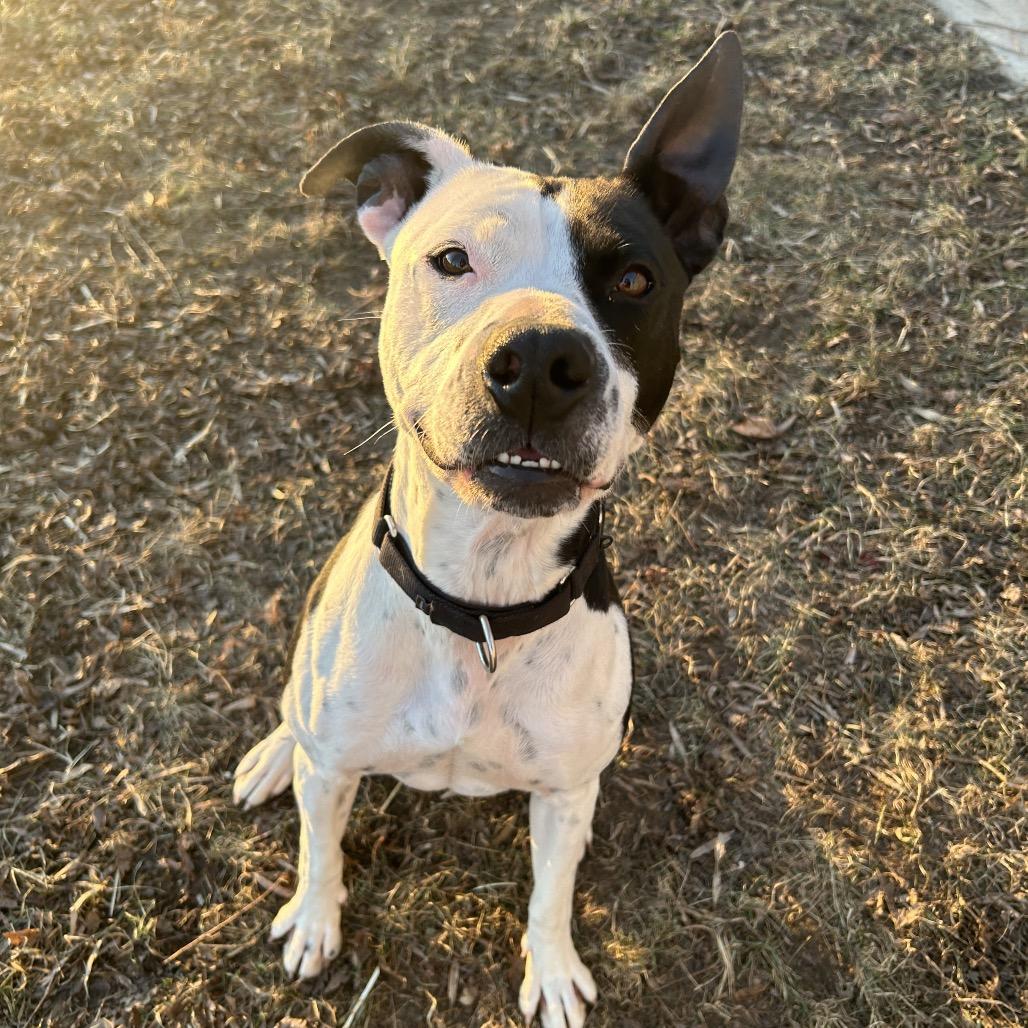Enlarge Chance, a Adoptable American Staffordshire Terrier in Milford, IA image 5/6