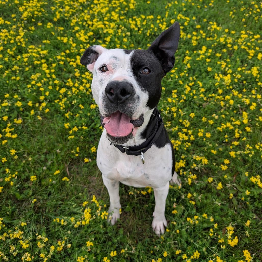 Enlarge Chance, a Adoptable American Staffordshire Terrier in Milford, IA image 6/6