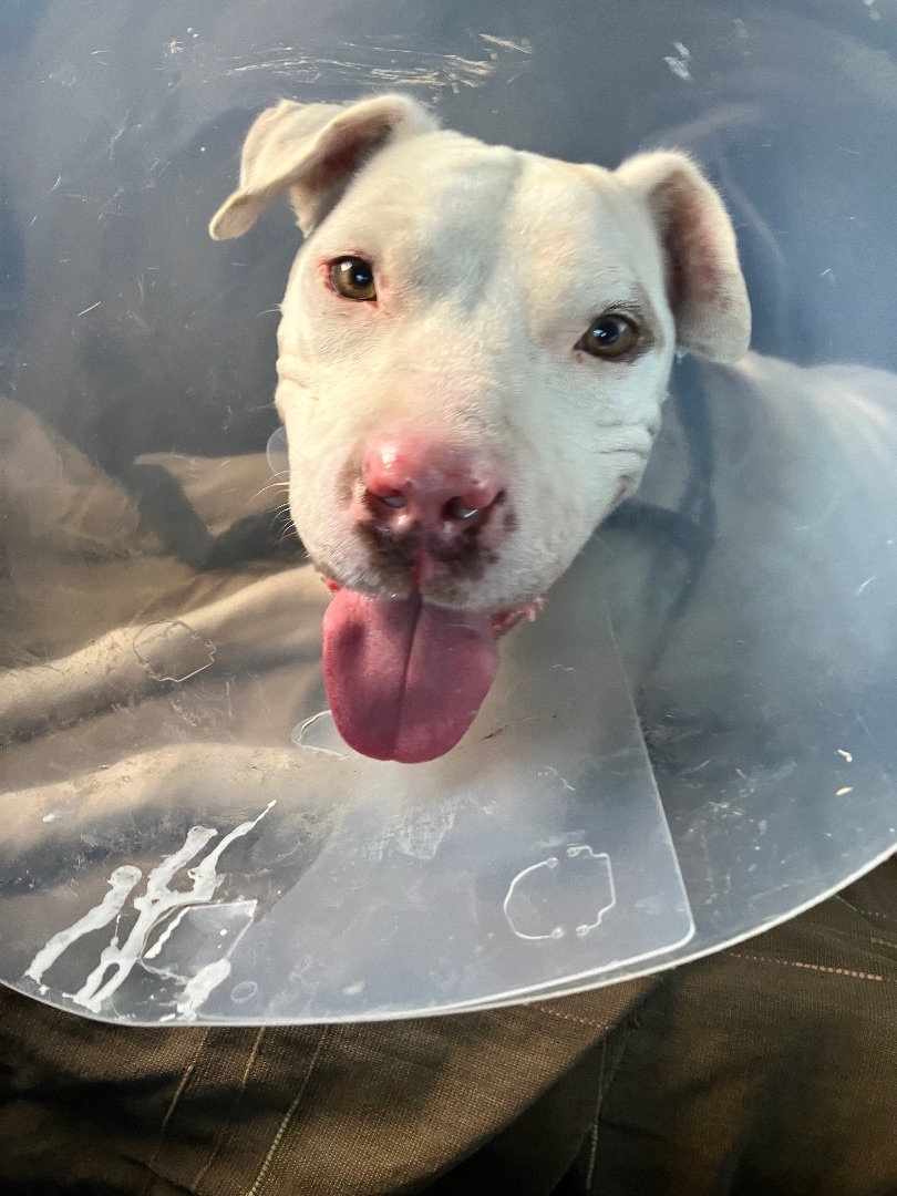 Betsy, Adopted, Young Female Pit Bull Terrier.