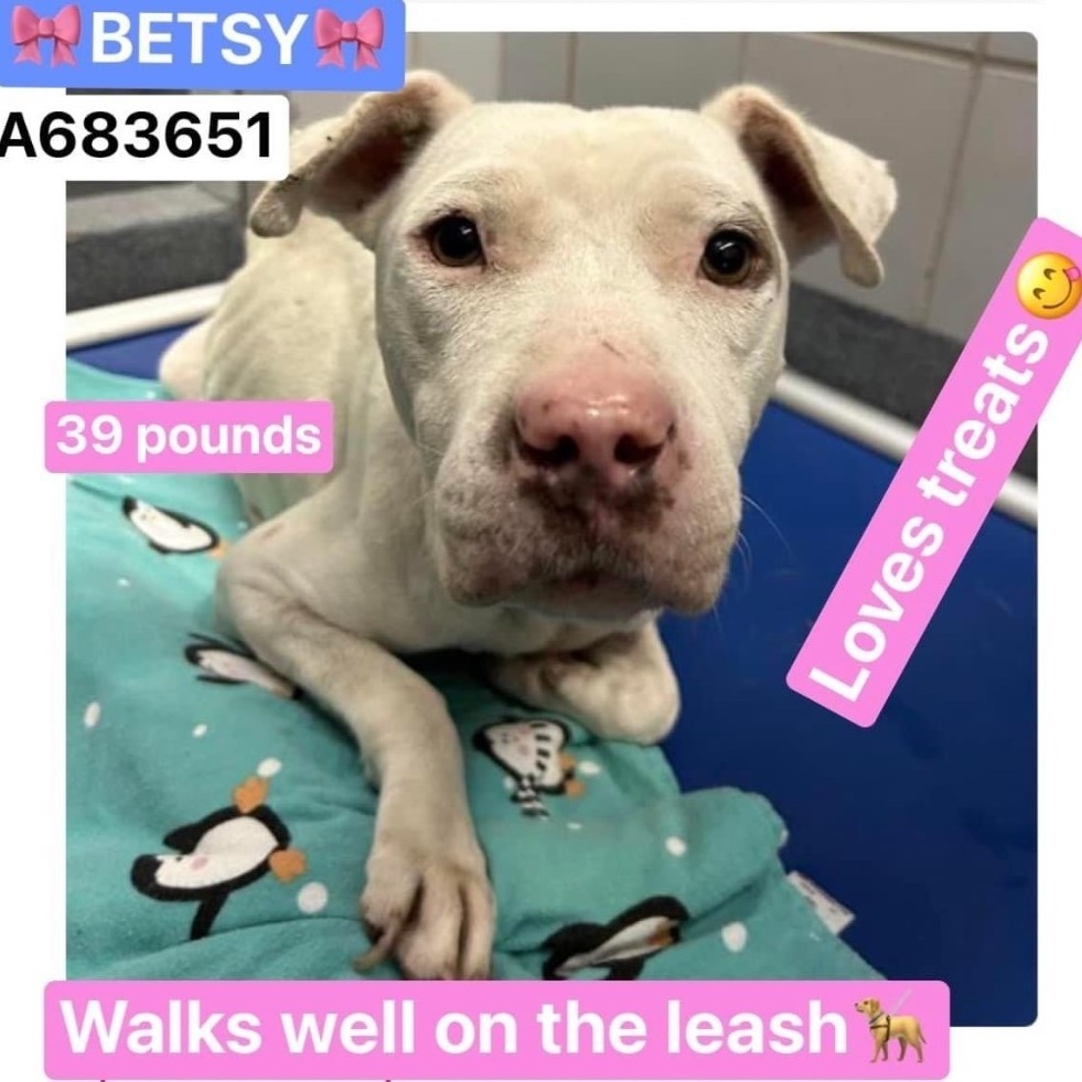 Enlarge Betsy, a Adopted mixed breed in Austin, TX image 2/6