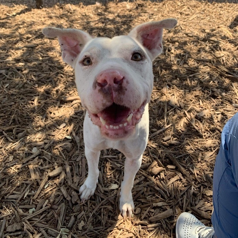 Enlarge Betsy, a Adopted mixed breed in Austin, TX image 3/6