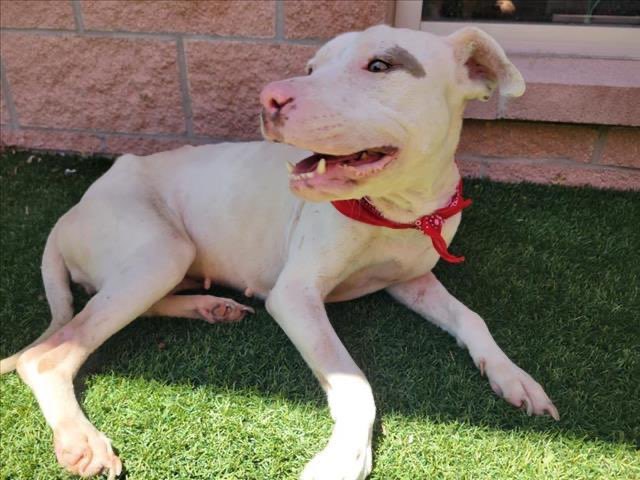 Enlarge Betsy, a Adopted mixed breed in Austin, TX image 4/6