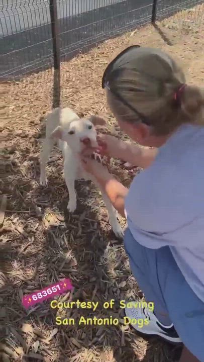 Enlarge Betsy, a Adopted mixed breed in Austin, TX video 6/6