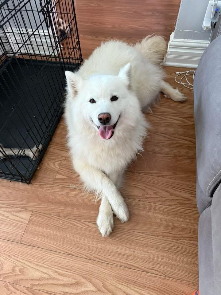 Misty/ white mist princess, Adopted, Senior Female Samoyed.