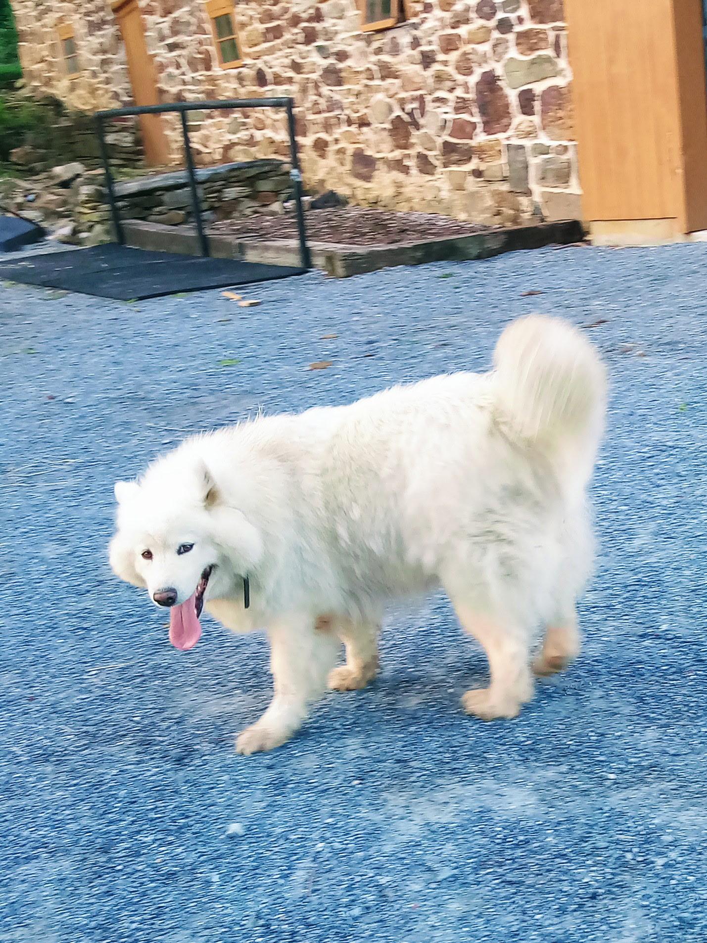 Enlarge Misty/ white mist princess, a Adopted Samoyed in Lehigh Valley, PA image 2/3