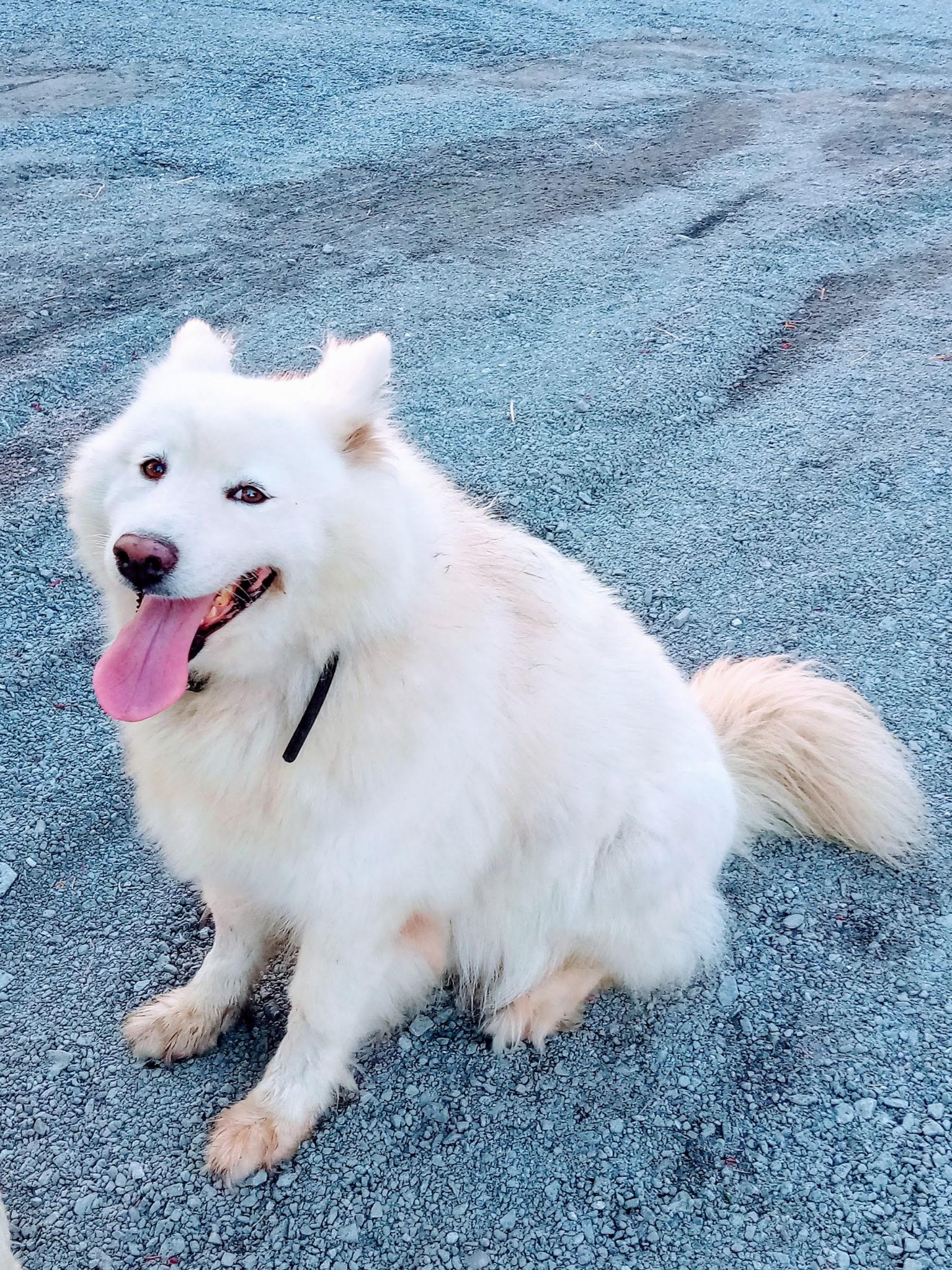 Misty/ white mist princess, an adoptable Samoyed in Lehigh Valley, PA, 18002 | Photo Image 1