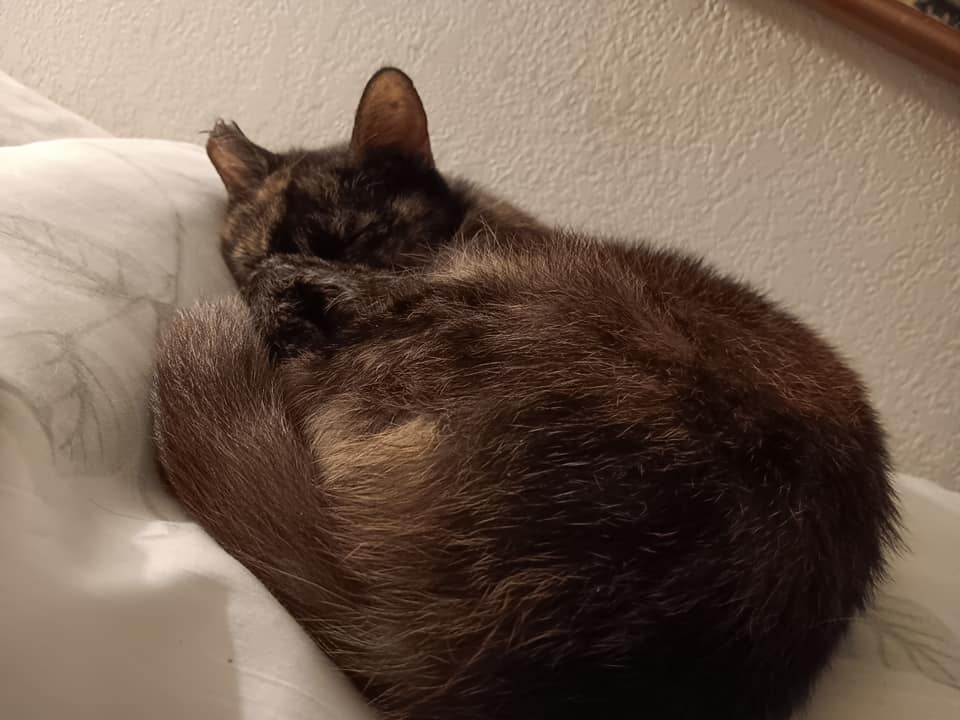 Snickers, a Adoptable Tortoiseshell in Cottonwood, CA image 3/3