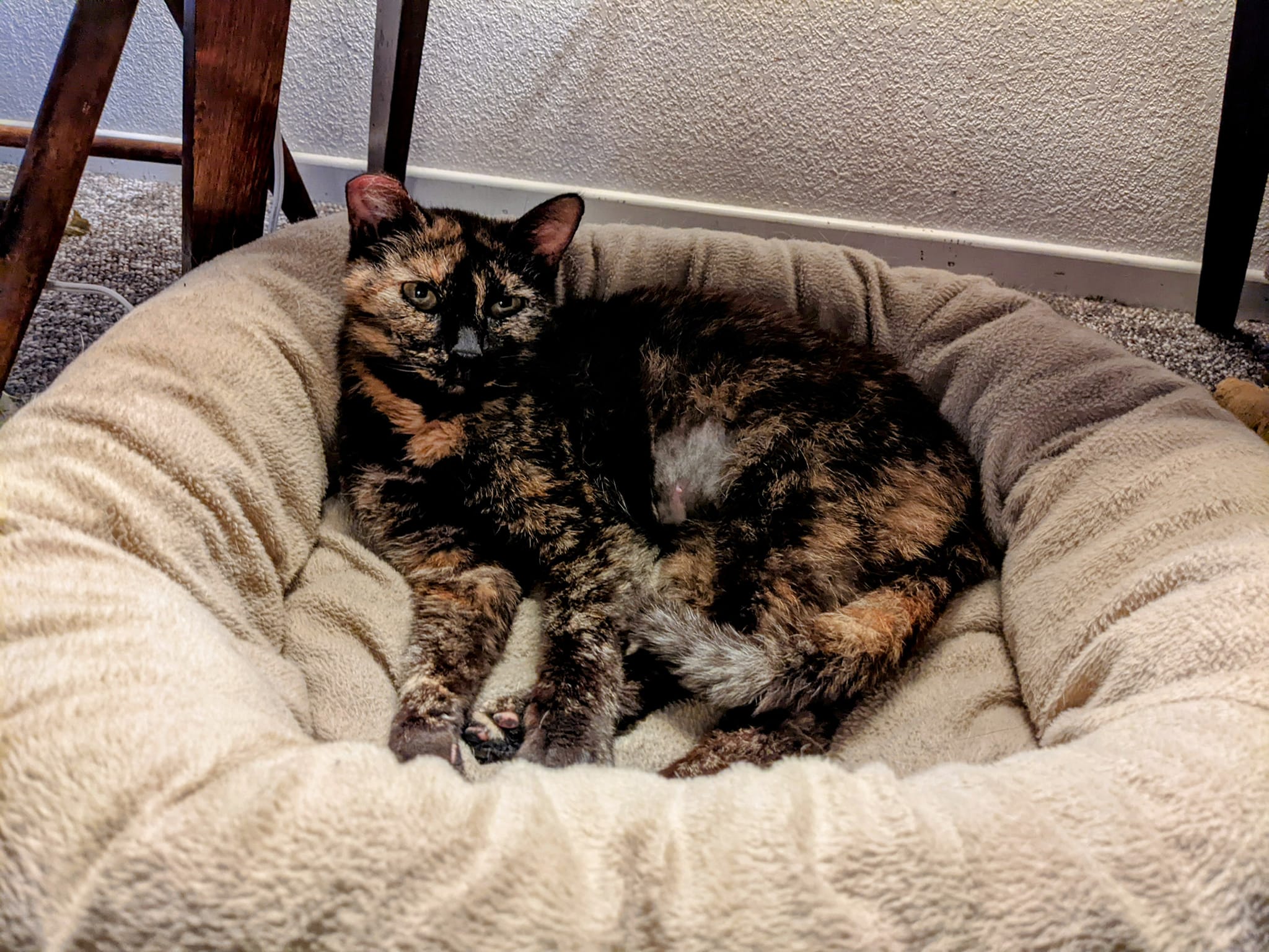 Snickers, a Adoptable Tortoiseshell in Cottonwood, CA image 1/3