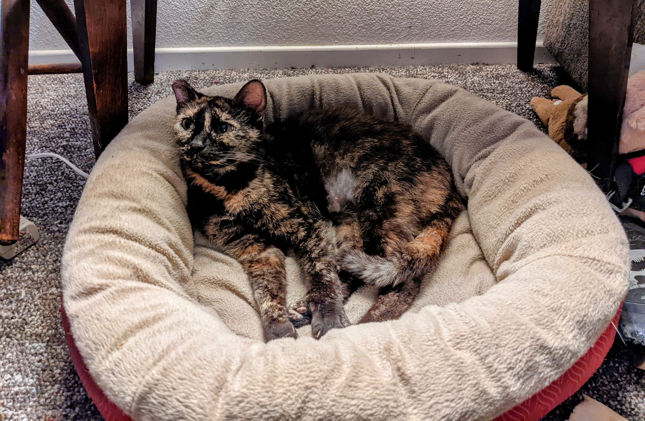 Snickers, a Adoptable Tortoiseshell in Cottonwood, CA image 2/3