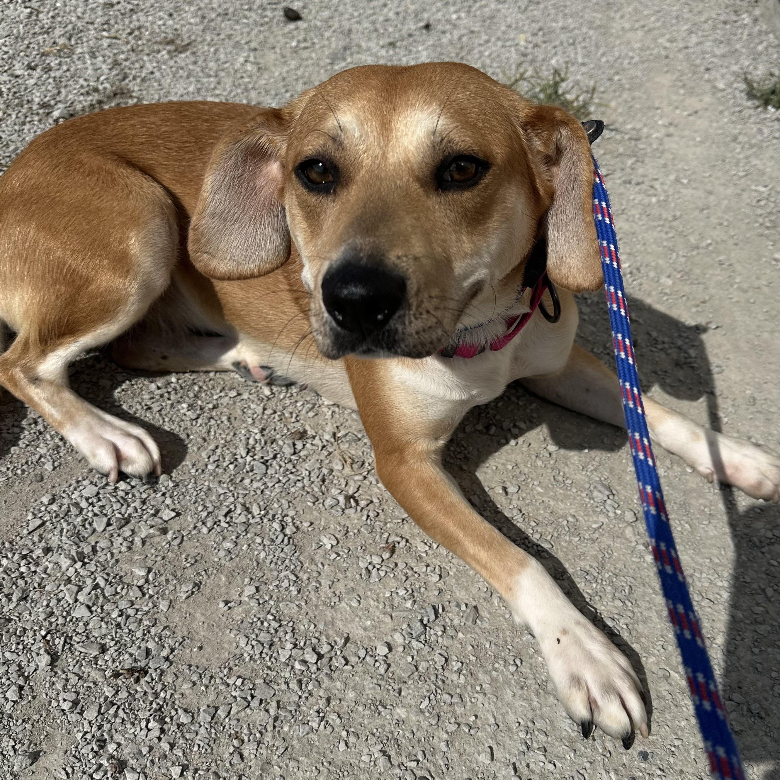 Penny, Adoptable, Adult Female Australian Cattle Dog / Blue Heeler & Yellow Labrador Retriever.