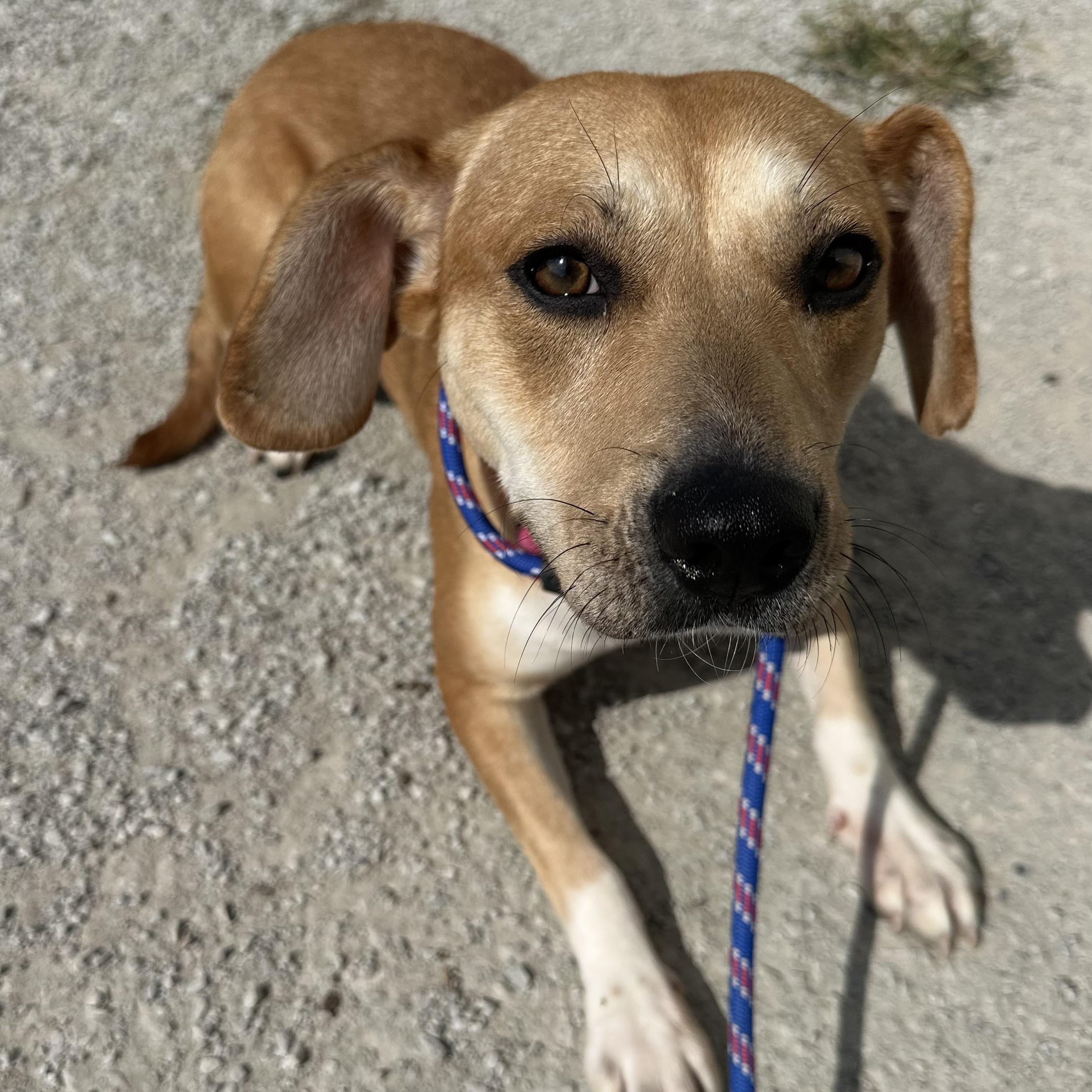 Penny, a Adoptable mixed breed in Trenton, MO image 2/4