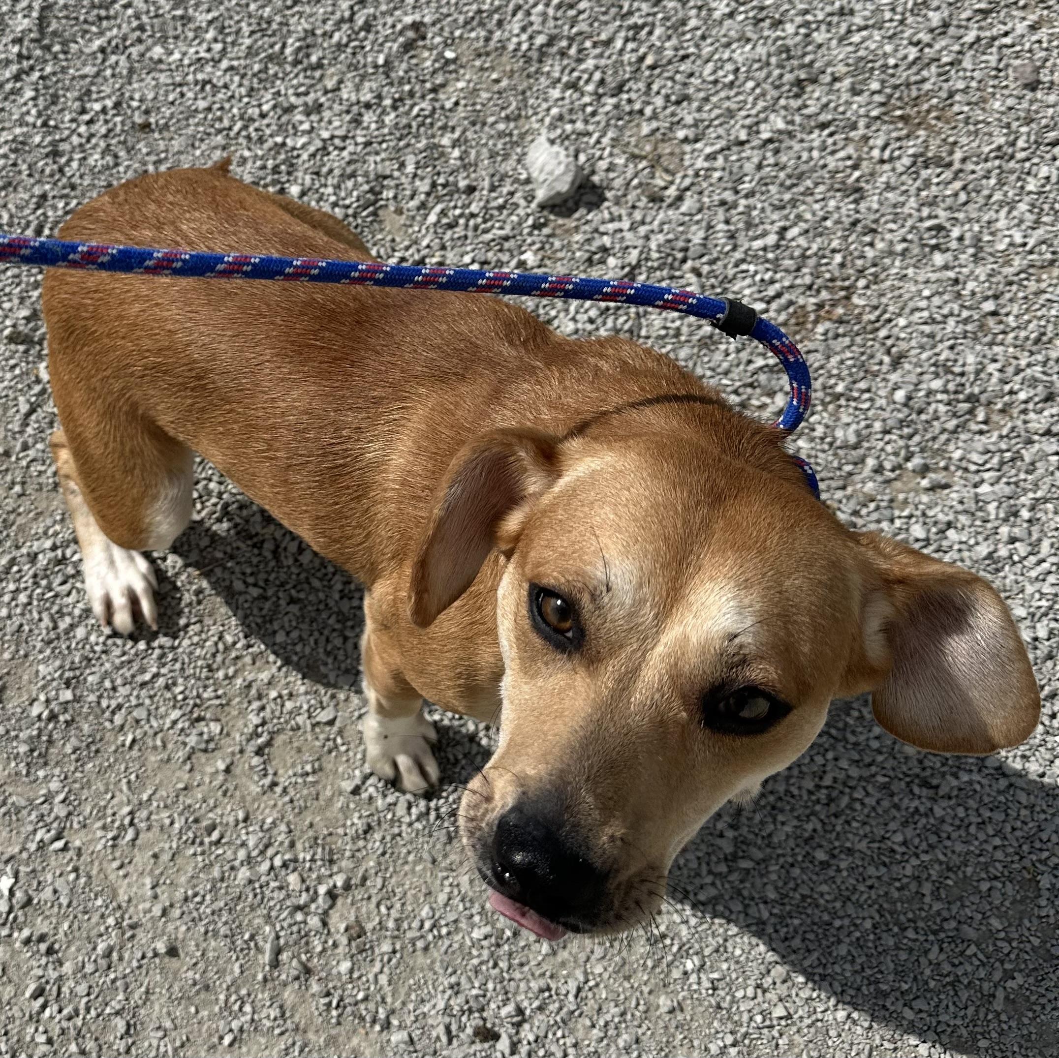 Penny, a Adoptable mixed breed in Trenton, MO image 3/4