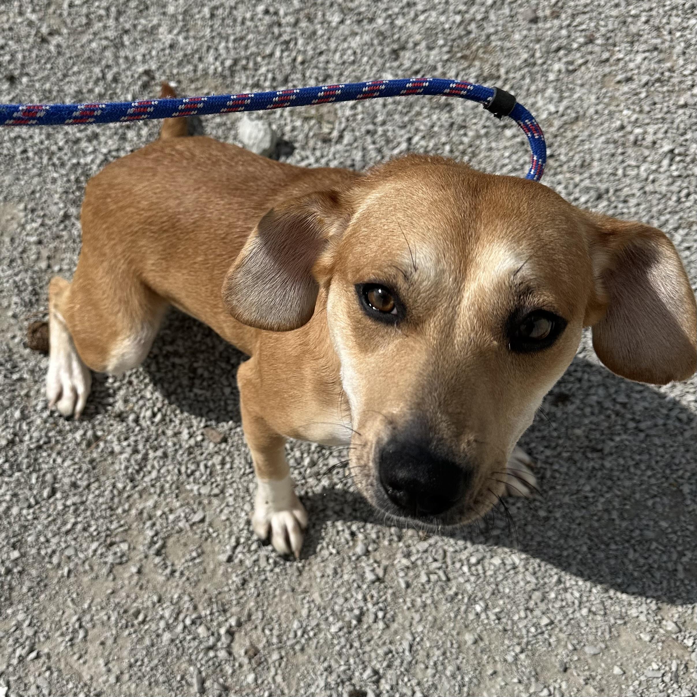 Penny, a Adoptable mixed breed in Trenton, MO image 4/4