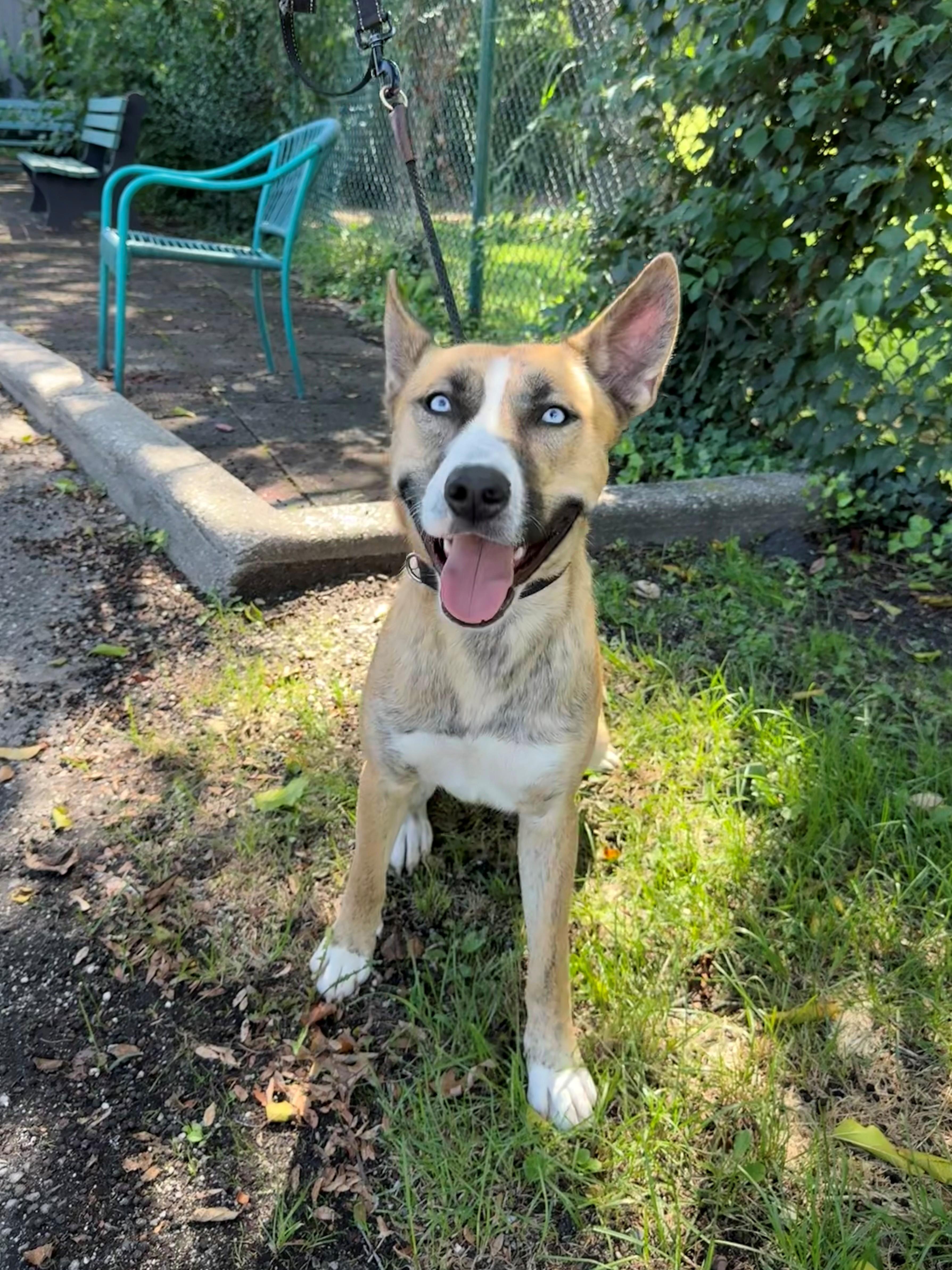 Enlarge Dolly, a Adopted Husky in East Northport, NY image 1/1