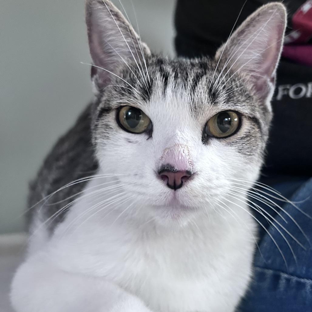 Enlarge Wilma, a Adoptable Domestic Short Hair in East Hanover, NJ image 1/1