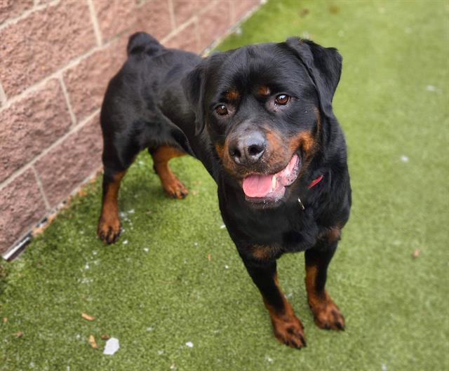 DEBO, Adoptable, Adult Male Rottweiler.
