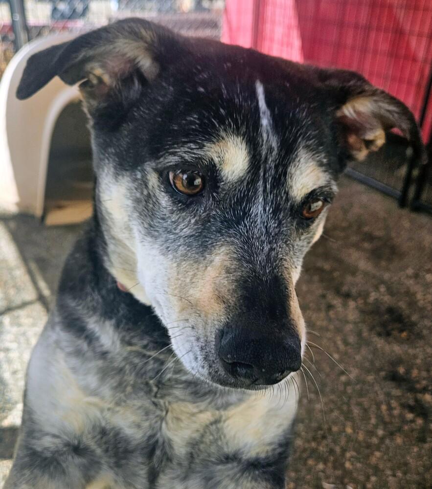 Enlarge Ruby, a Adoptable mixed breed in Leadville, CO image 1/2