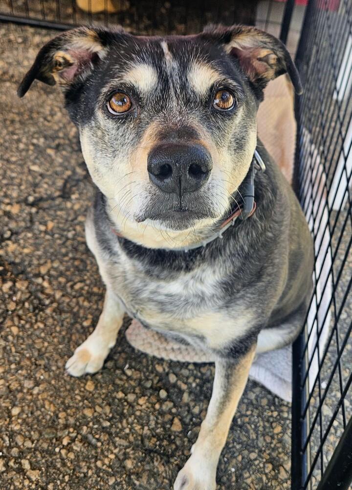 Enlarge Ruby, a Adoptable mixed breed in Leadville, CO image 2/2