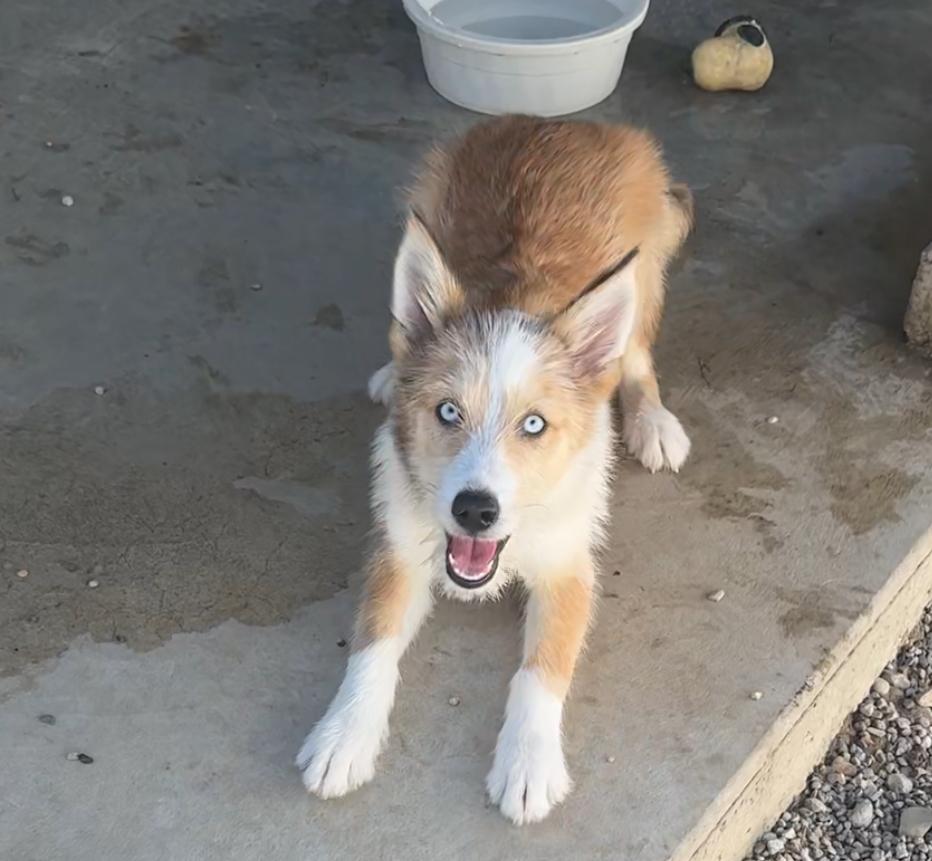 Enlarge CORA, a Adoptable mixed breed in Rochester, IN image 1/3