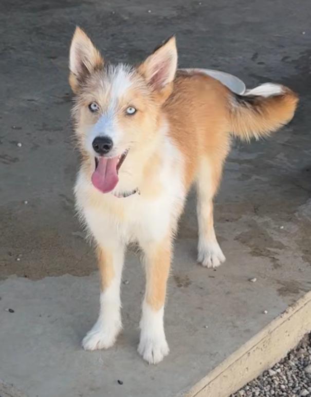 Enlarge CORA, a Adoptable mixed breed in Rochester, IN image 2/3