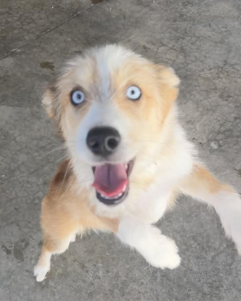 Enlarge CORA, a Adoptable mixed breed in Rochester, IN image 3/3