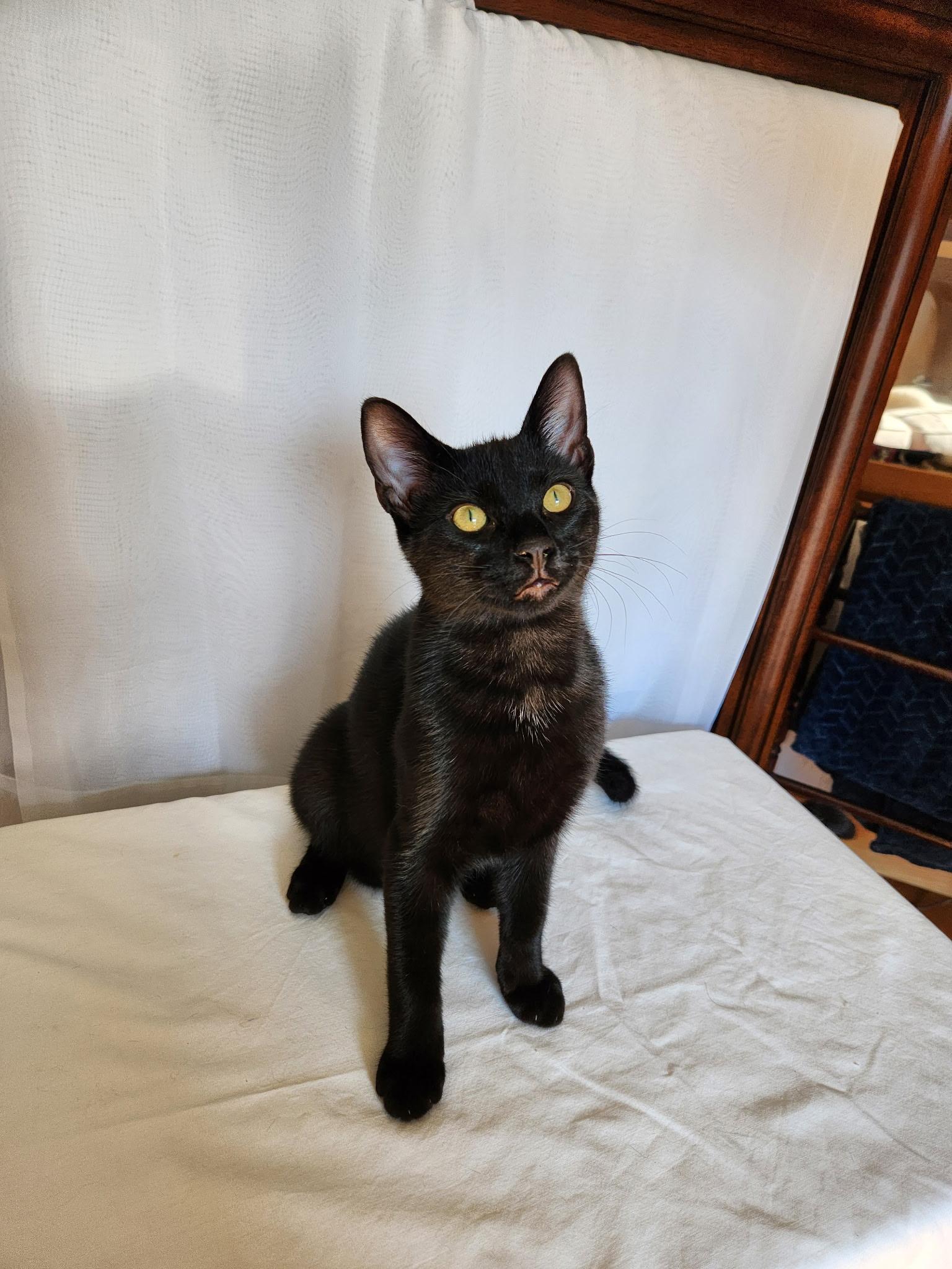 Topaz-- courtesy listing, Adoptable, Kitten Male Domestic Short Hair.