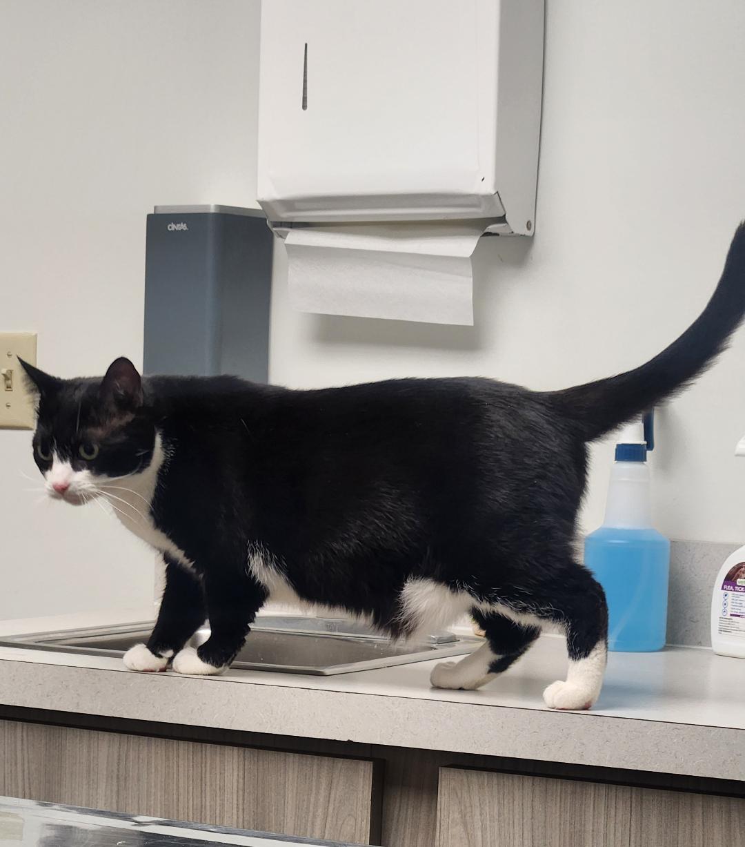 Enlarge Panda, a Adoptable Domestic Short Hair in Hanover, PA image 2/3