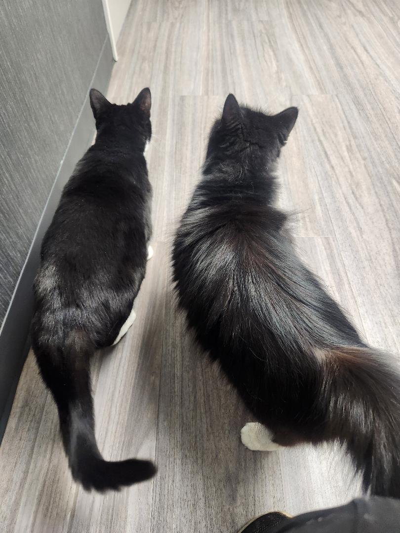 Enlarge Panda, a Adoptable Domestic Short Hair in Hanover, PA image 3/3