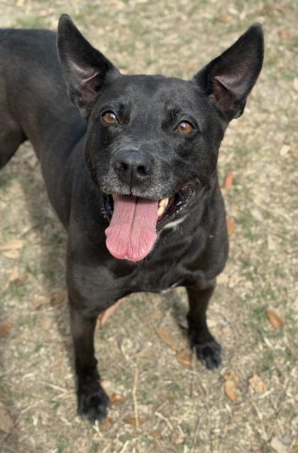 Murphy — thumbnail 3