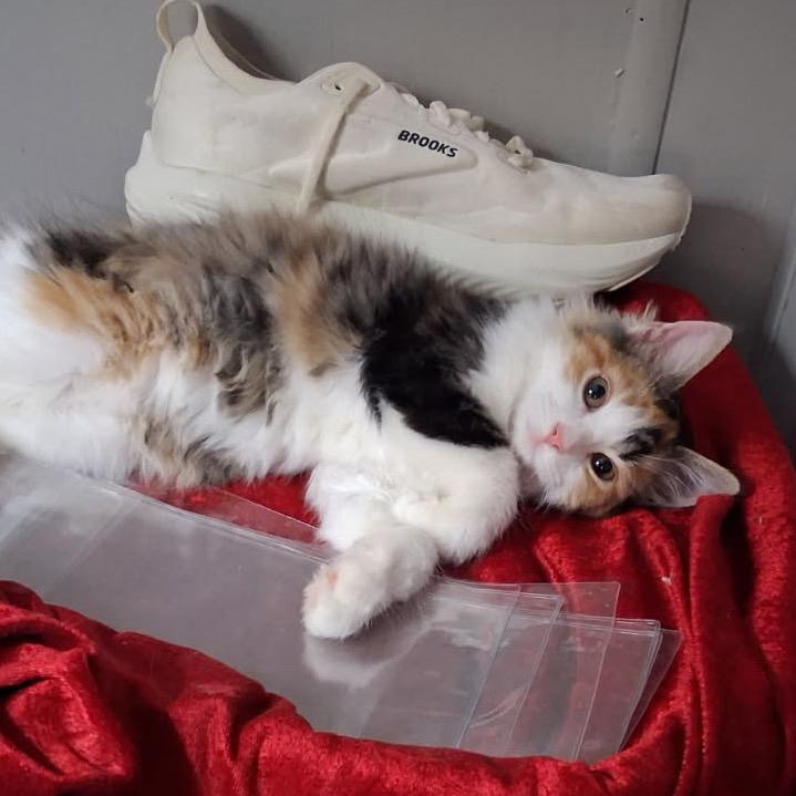 Enlarge Keke, a Adoptable Domestic Medium Hair in HERNANDO, MS image 1/2