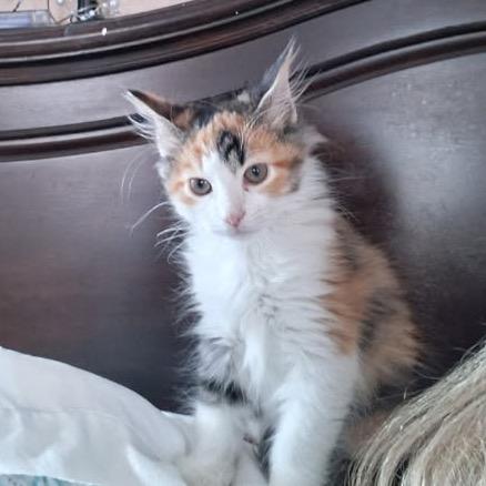 Enlarge Keke, a Adoptable Domestic Medium Hair in HERNANDO, MS image 2/2