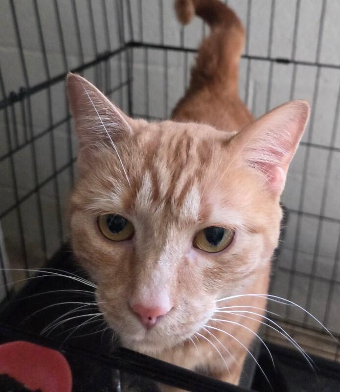 Jane M, Adoptable, Adult Female Domestic Short Hair.