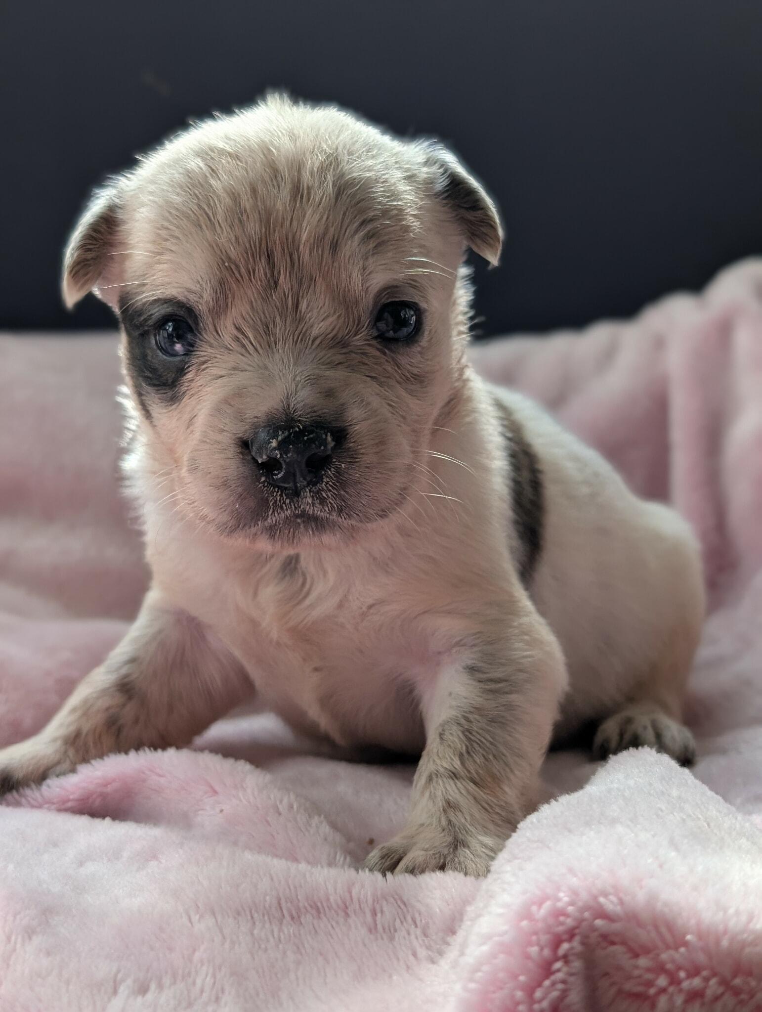Pugsley