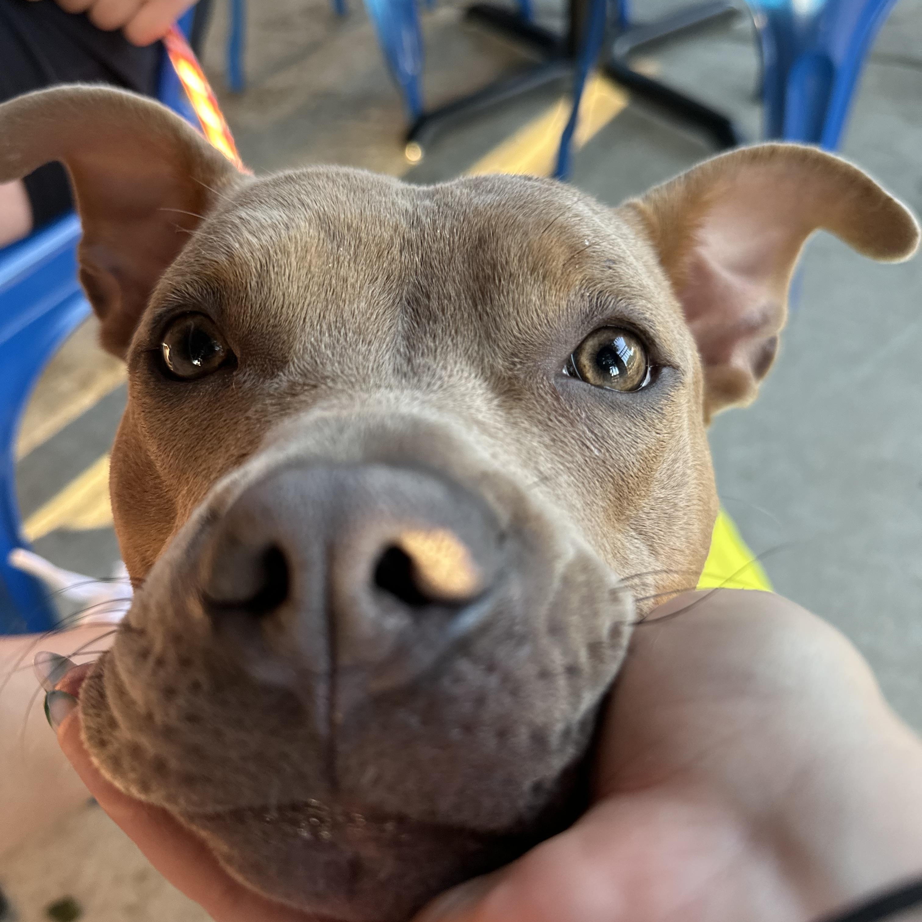 Enlarge Audrey, a Adoptable mixed breed in Charlotte , NC image 3/6