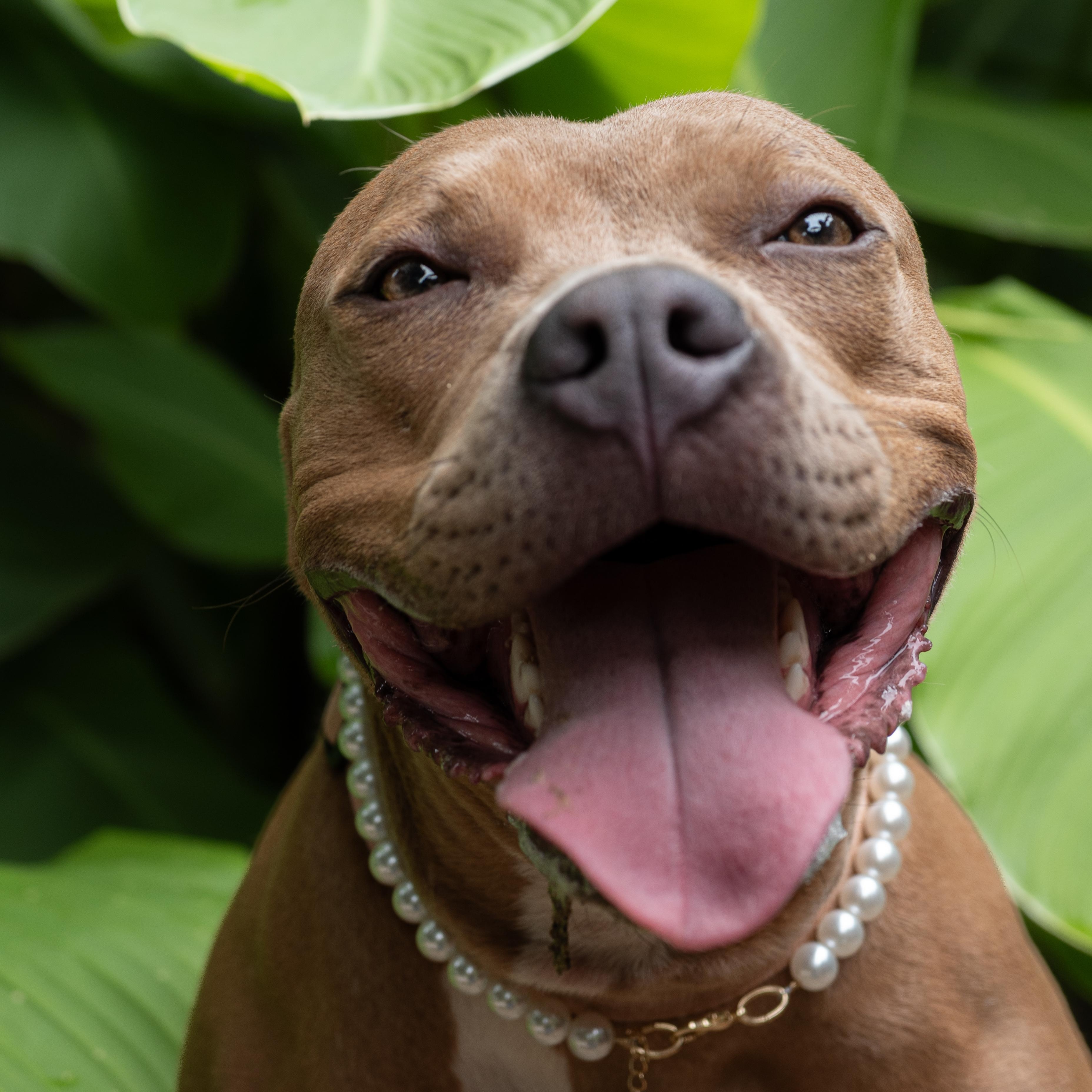 Enlarge Audrey, a Adoptable mixed breed in Charlotte , NC image 4/6