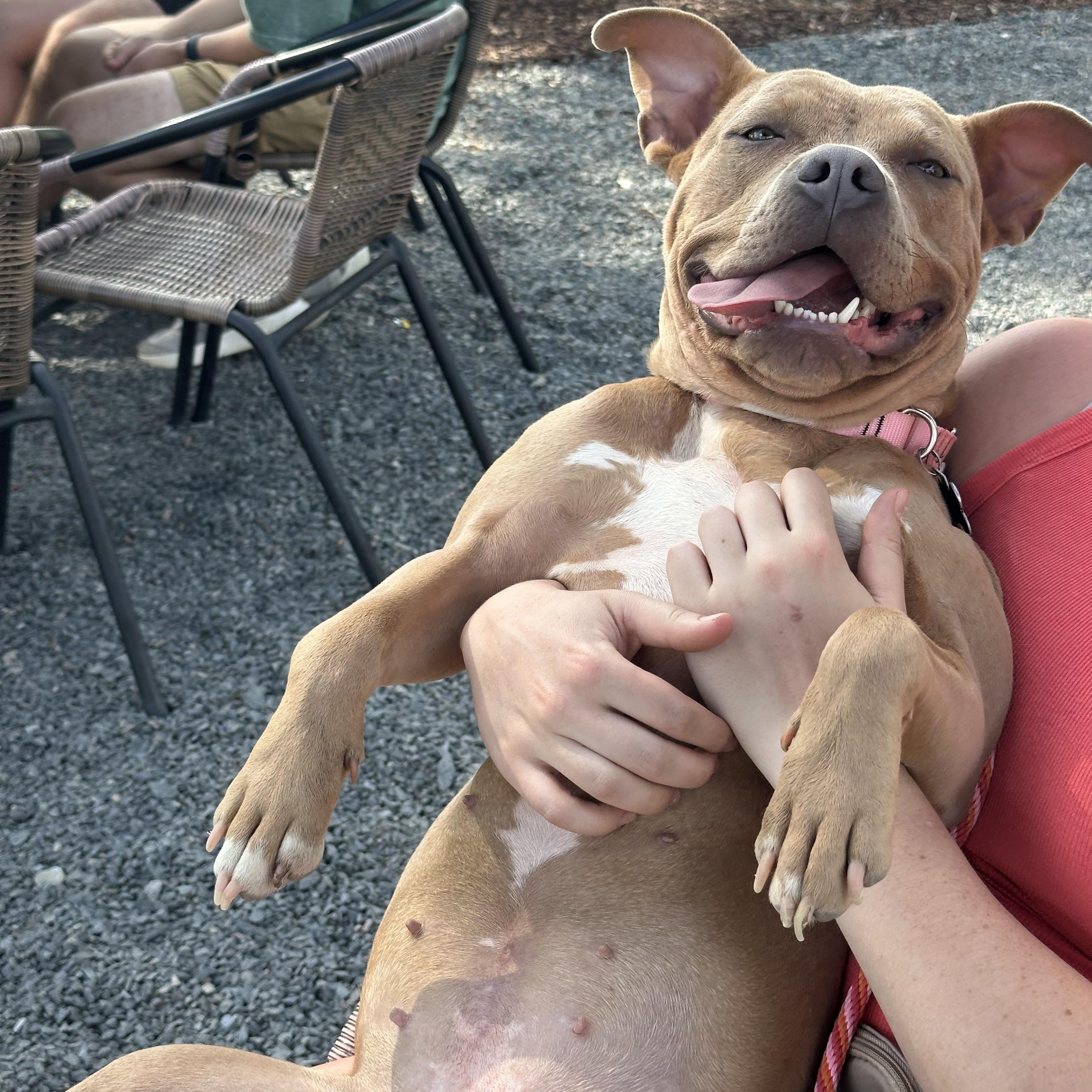 Enlarge Audrey, a Adoptable mixed breed in Charlotte , NC image 2/6