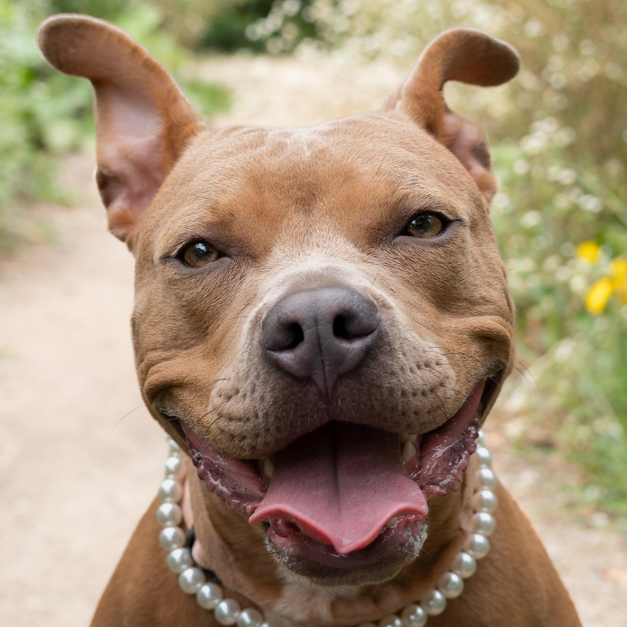 Audrey, Adoptable, Adult Female Pit Bull Terrier & Mixed Breed.