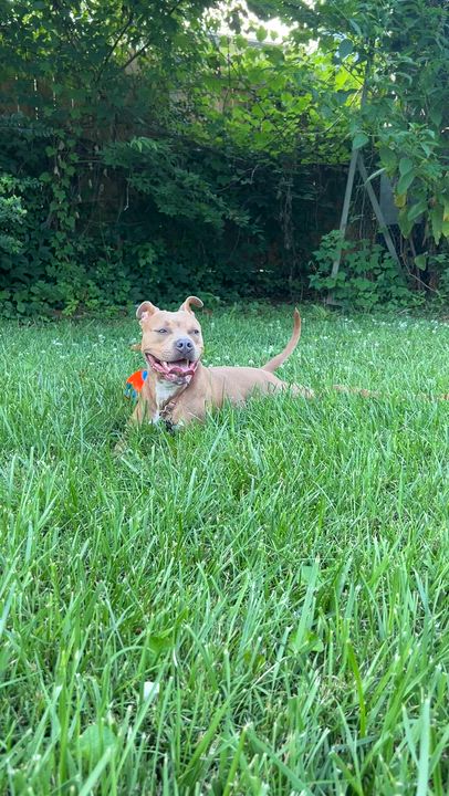 Enlarge Audrey, a Adoptable mixed breed in Charlotte , NC video 6/6