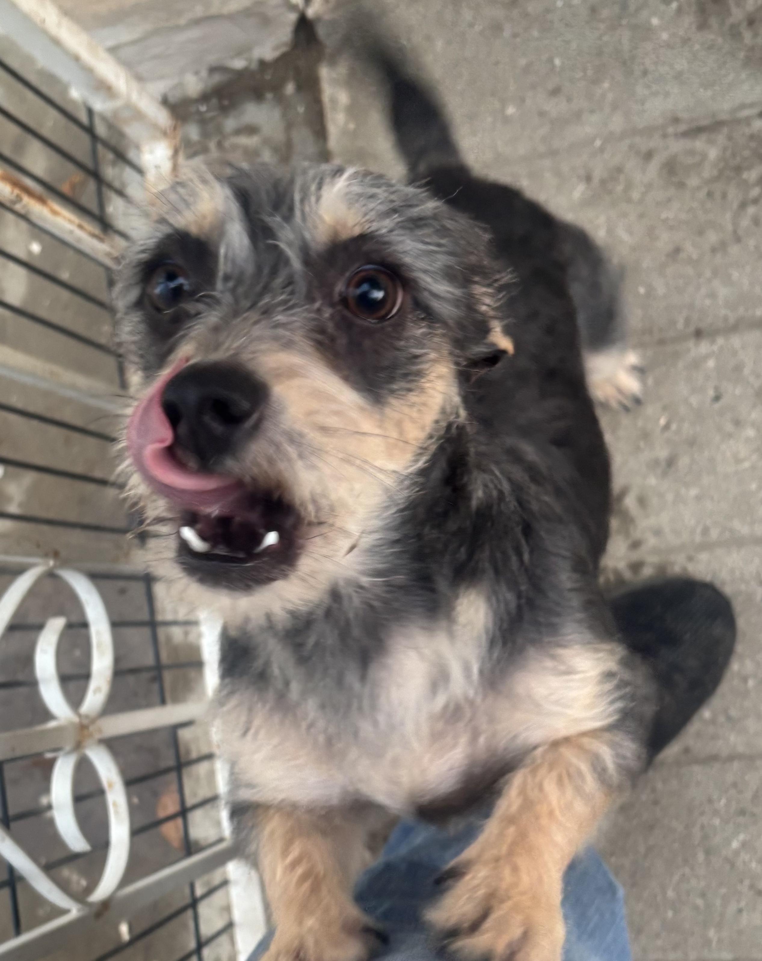 Nova, a Adoptable mixed breed in Wingdale, NY image 1/2