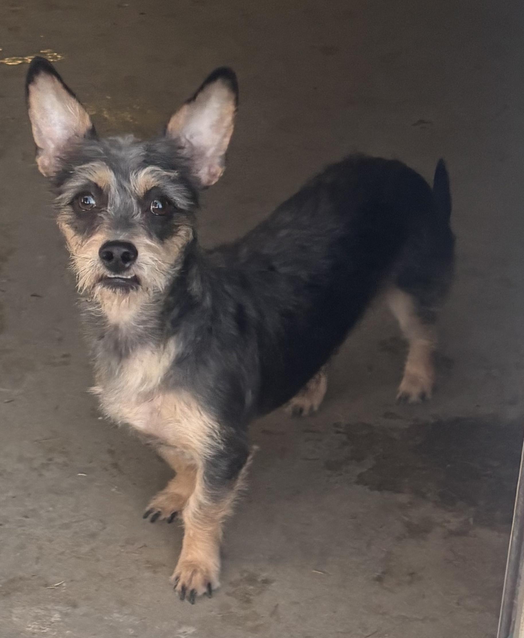 Nova, a Adoptable mixed breed in Wingdale, NY image 2/2