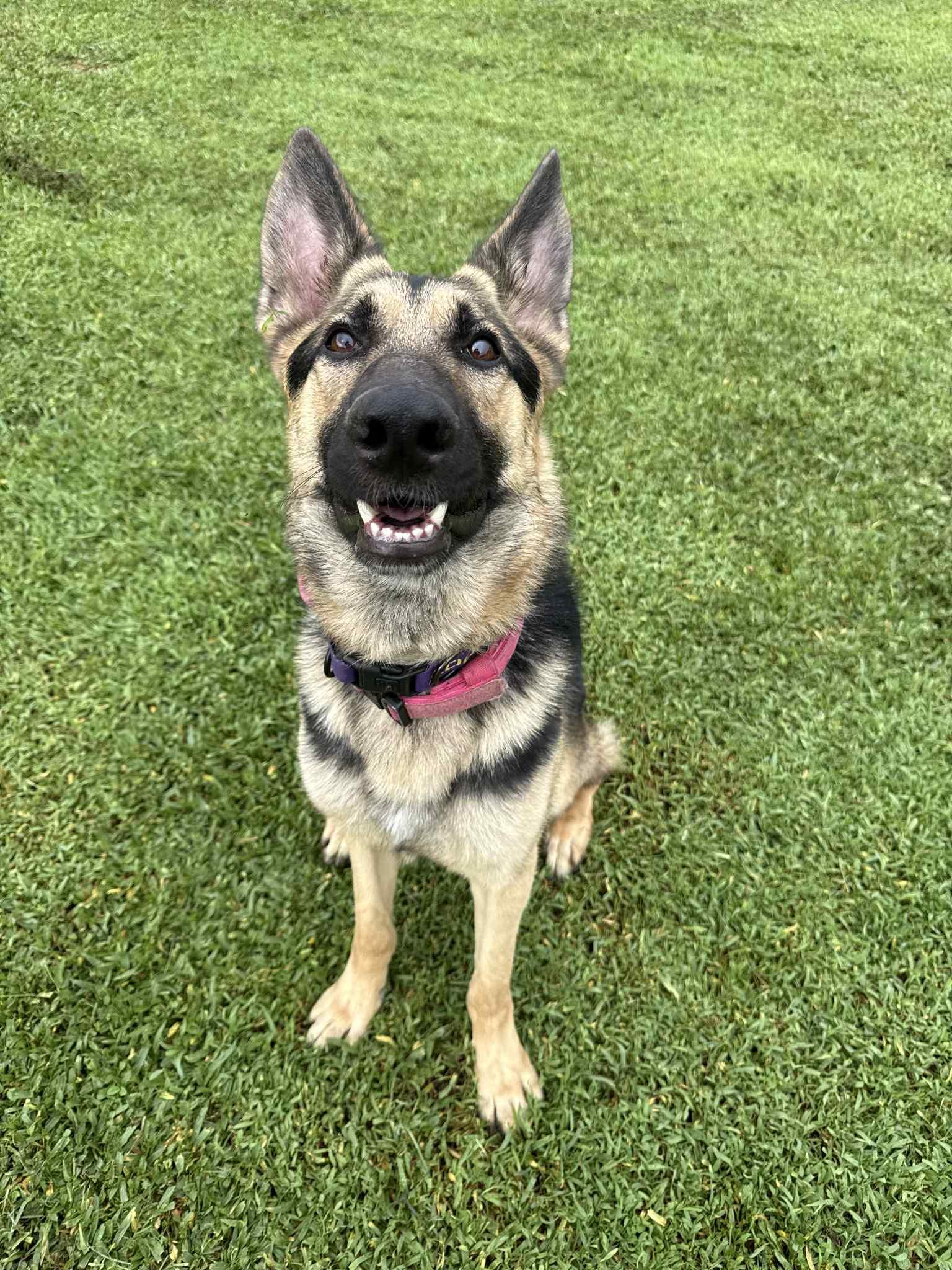 Zeus 3122, a Adopted German Shepherd Dog in Pompano Beach, FL image 2/3
