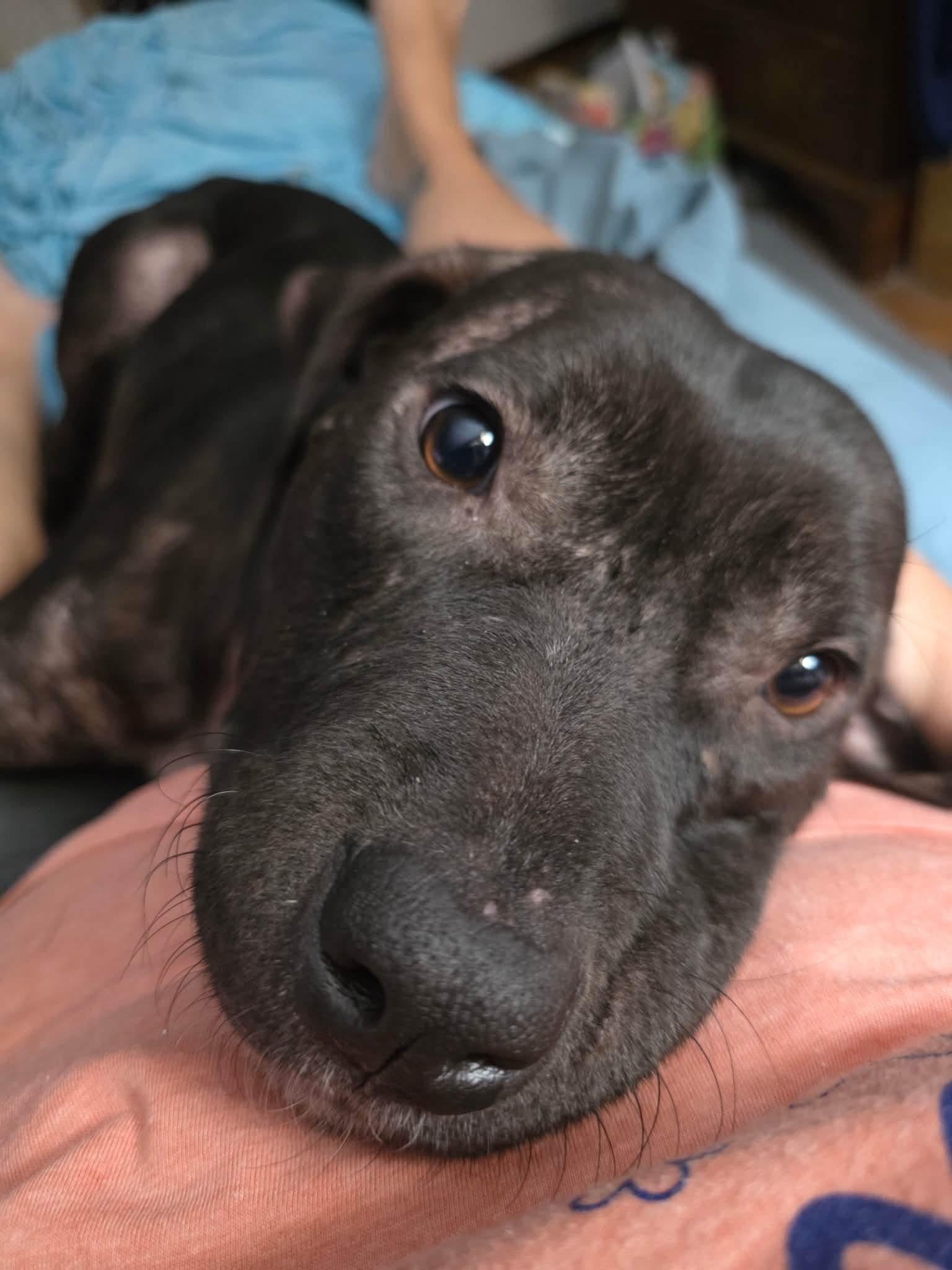 Serenity, Adoptable, Young Female Mixed Breed.
