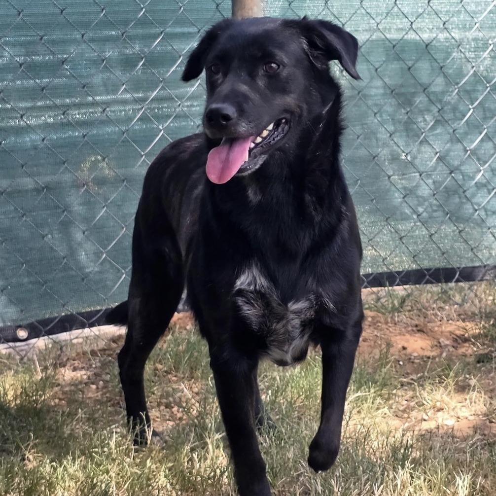 Enlarge Bethany, a Adoptable Mixed Breed in Pauls Valley, OK image 1/1