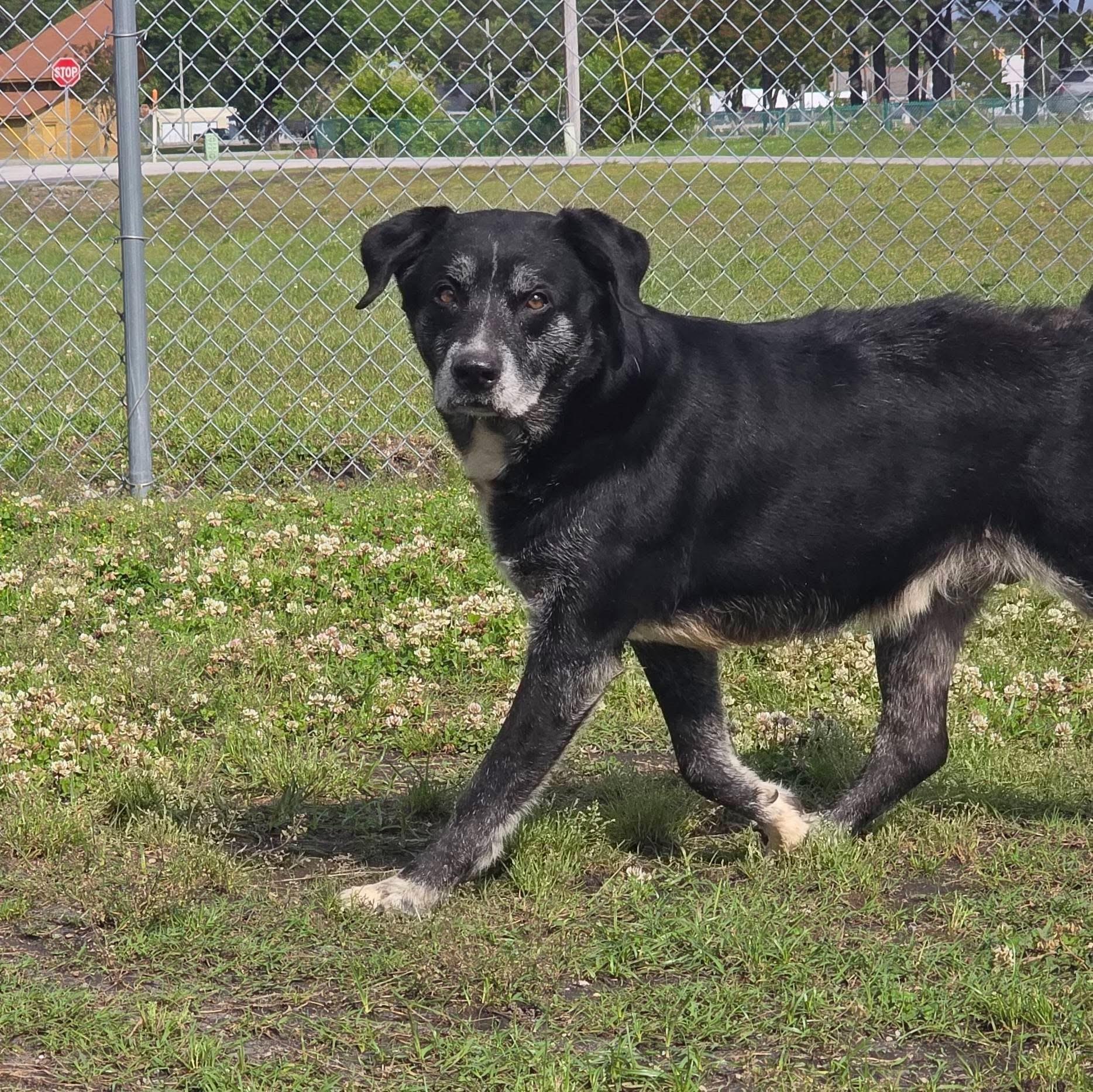 Enlarge Harley- I Promise Im Still a Good Boy, a Adoptable mixed breed in Lexington , KY image 3/4