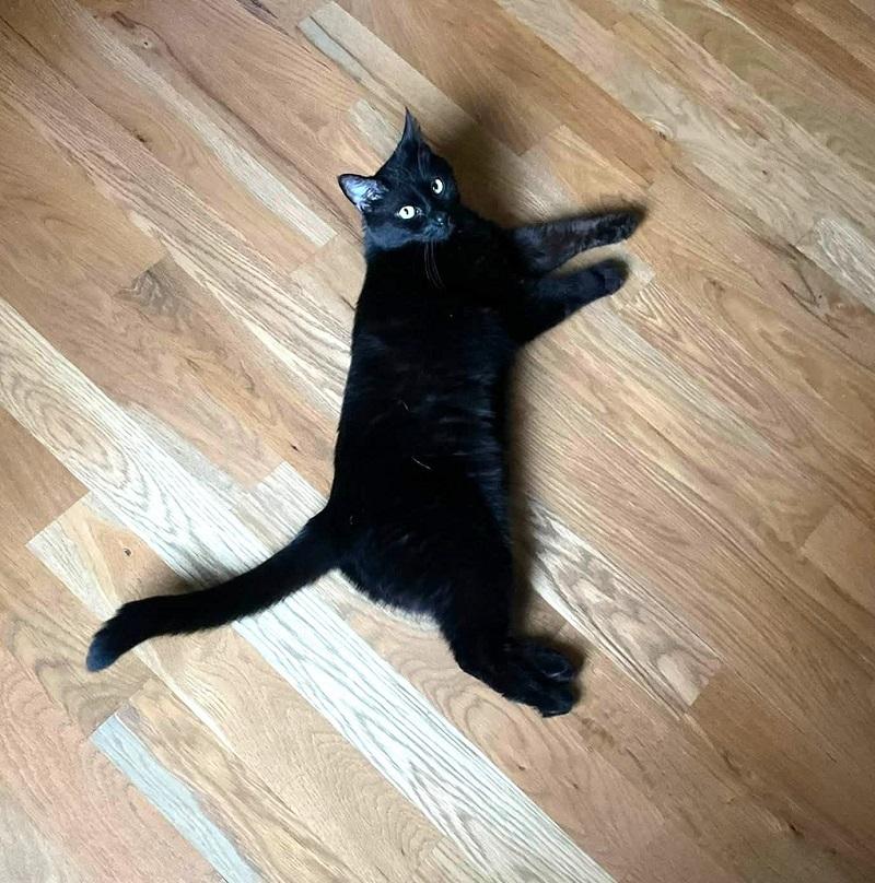 Enlarge SCRAPPY, a Adoptable Domestic Short Hair in Pegram, TN image 6/6