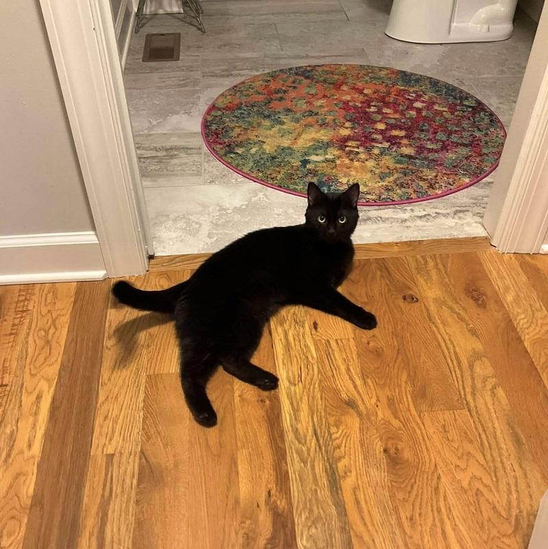 Enlarge SCRAPPY, a Adoptable Domestic Short Hair in Pegram, TN image 2/6